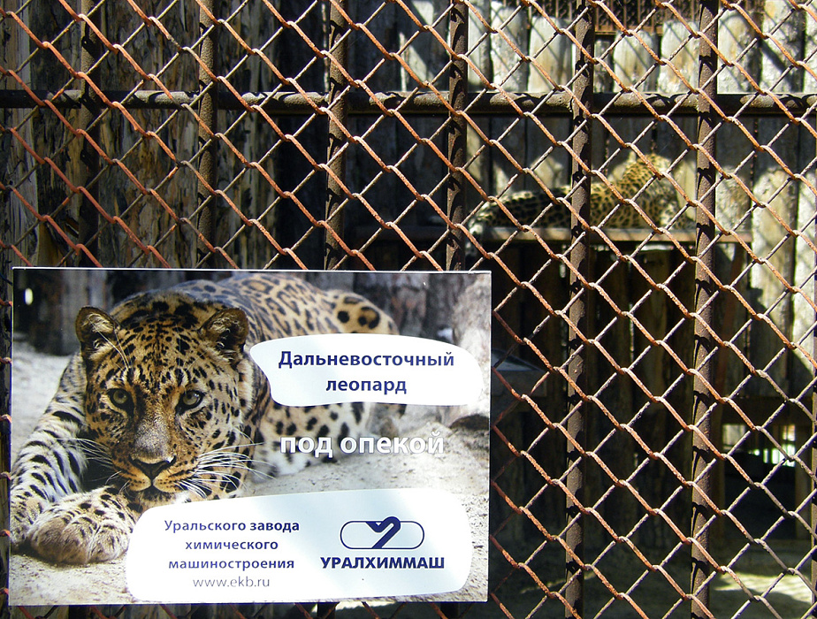 ОАО «Уралхиммаш» взяло под опеку дальневосточного леопарда